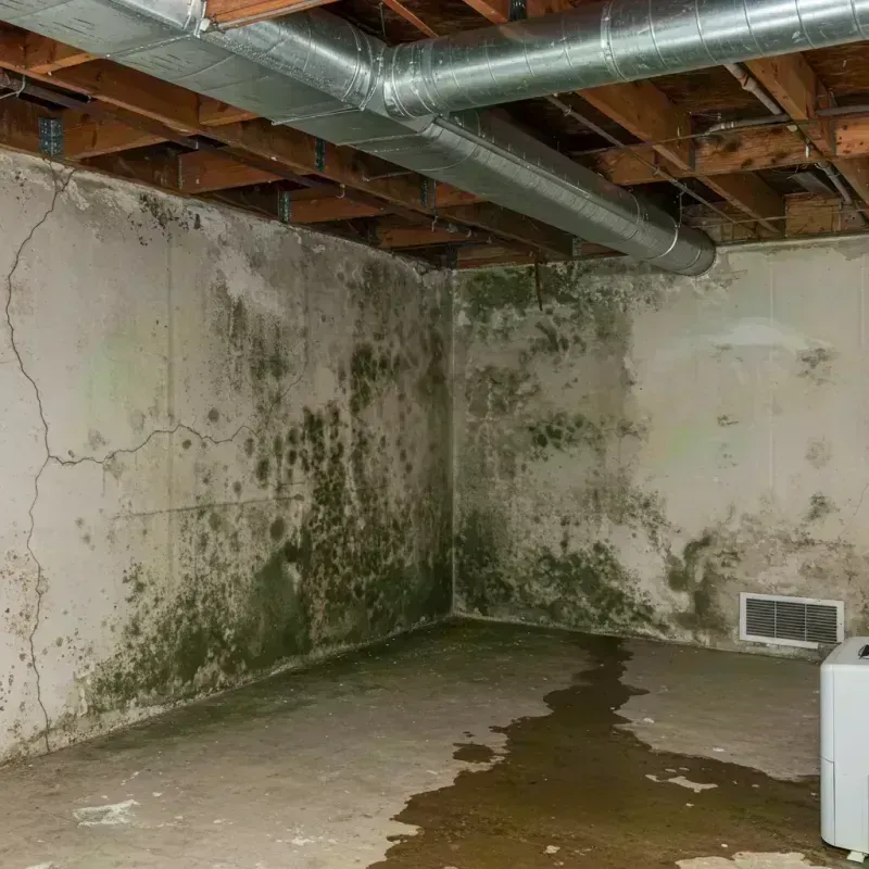 Professional Mold Removal in Sugar Grove, IL